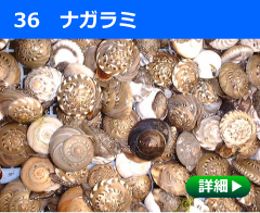 ナガラミ
